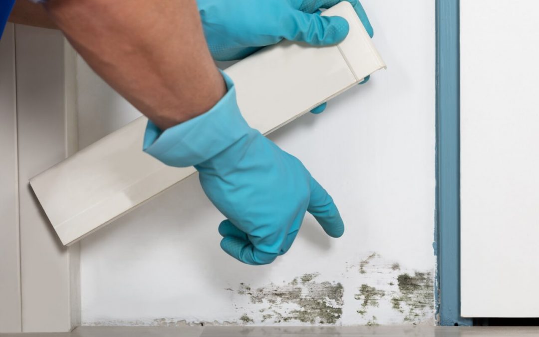 prevent mold in the home