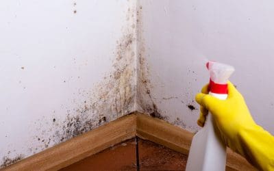 6 Things to Know About Mold in the Home