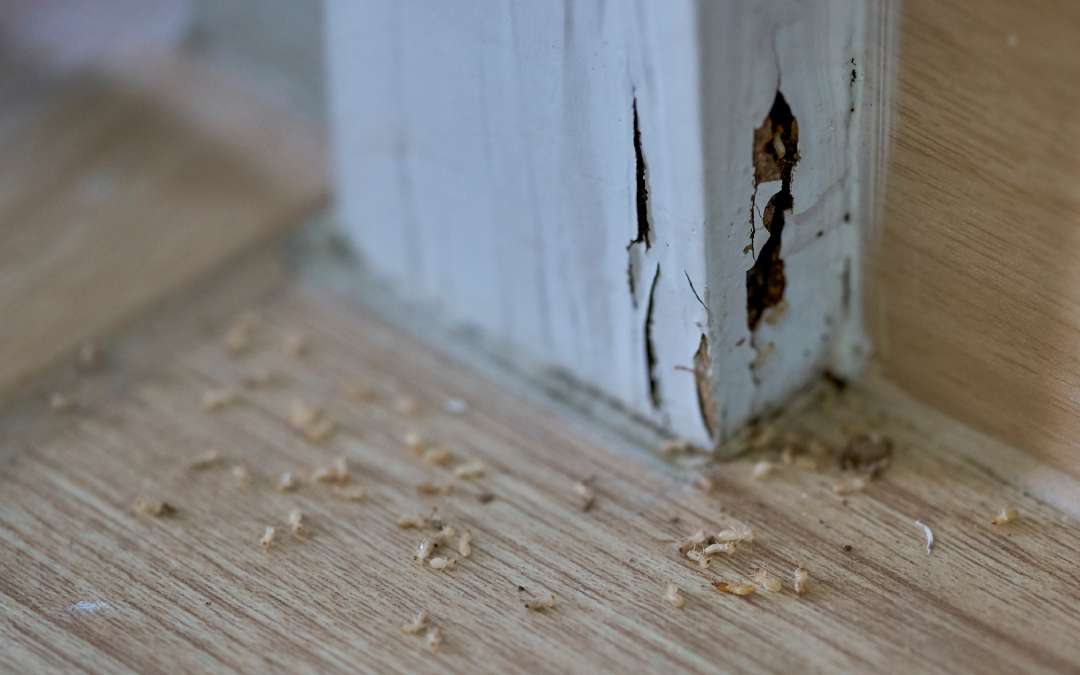 Signs of Pests in Your Home: How to Spot Problems Before They Get Worse